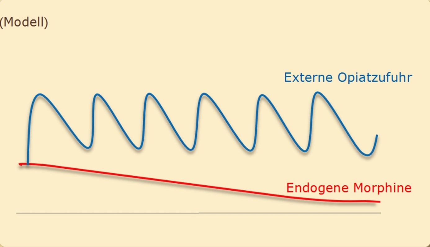 modell opiatabhaengigkeit wirkung